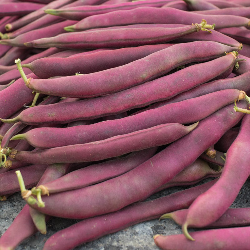 Red Swan Bush Bean Seed