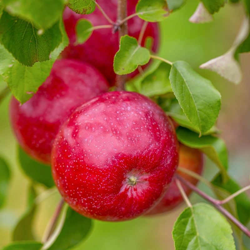 Triumph Apple Tree