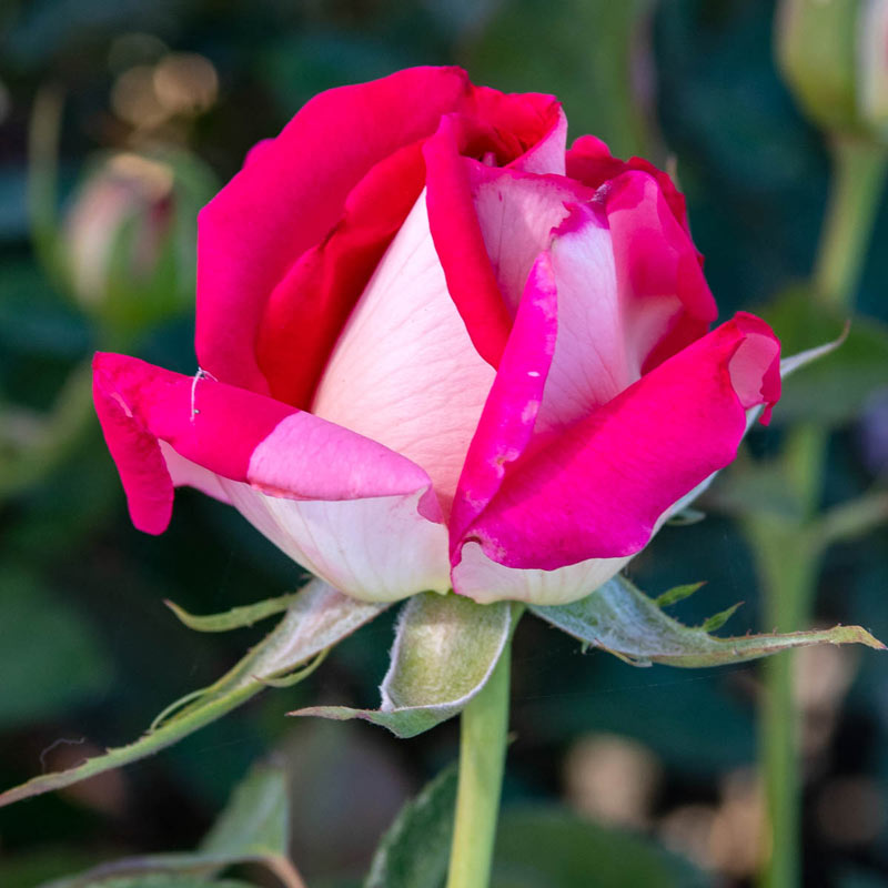 Picture Perfect Hybrid Tea Rose