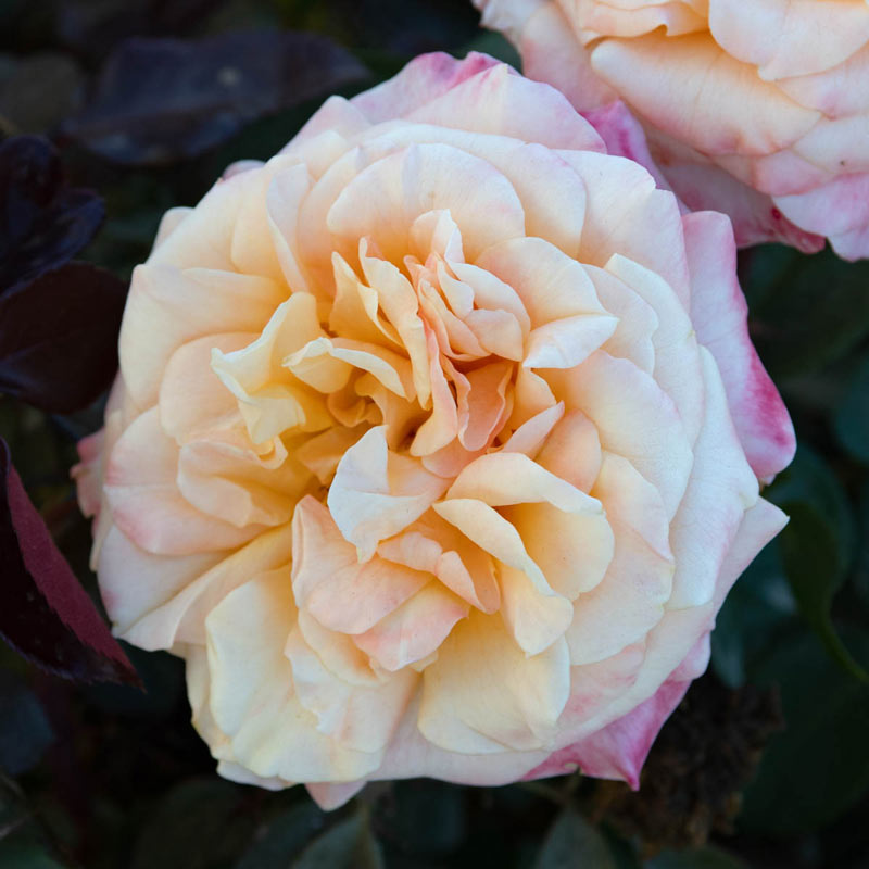 Morning Glow Floribunda Rose