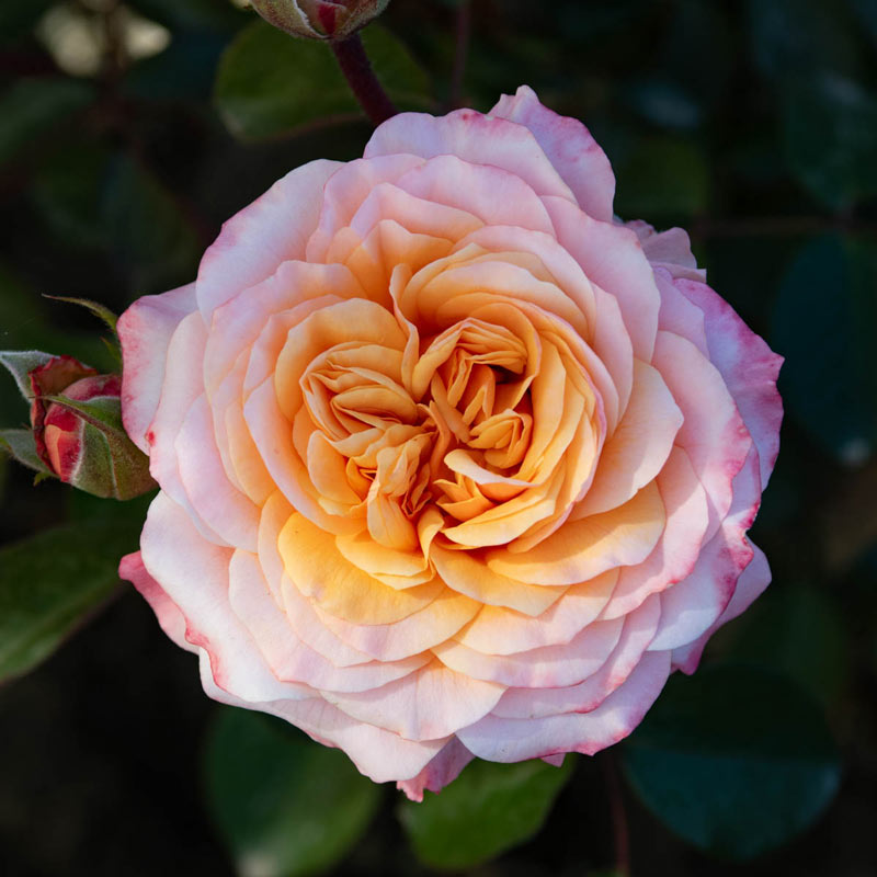 Morning Glow Floribunda Rose