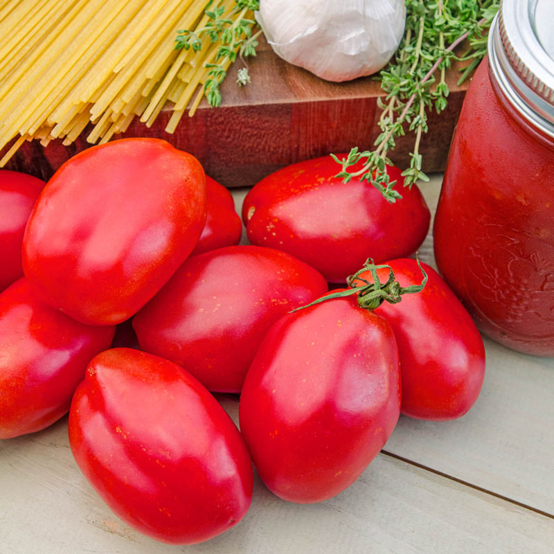 Amish Paste Tomato