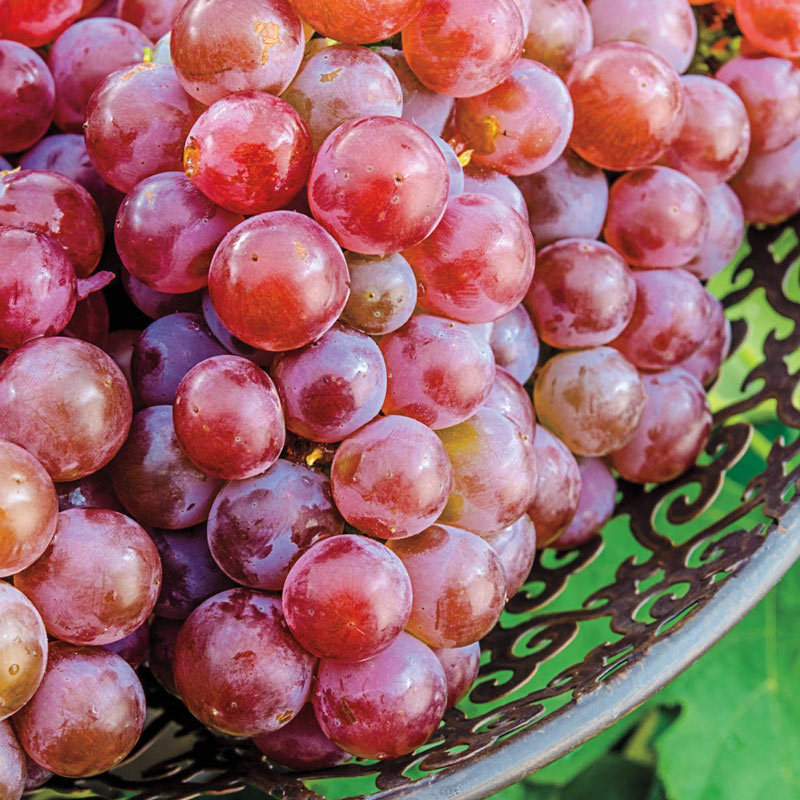 Tickled Pink Grape Vine