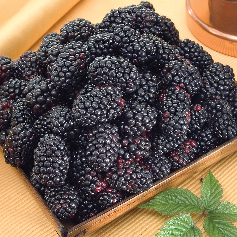 Black Magic Blackberry Plant