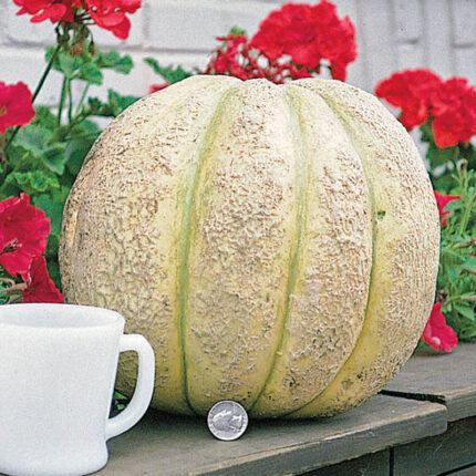 Gurneys Giant Improved Hybrid Cantaloupe Seed