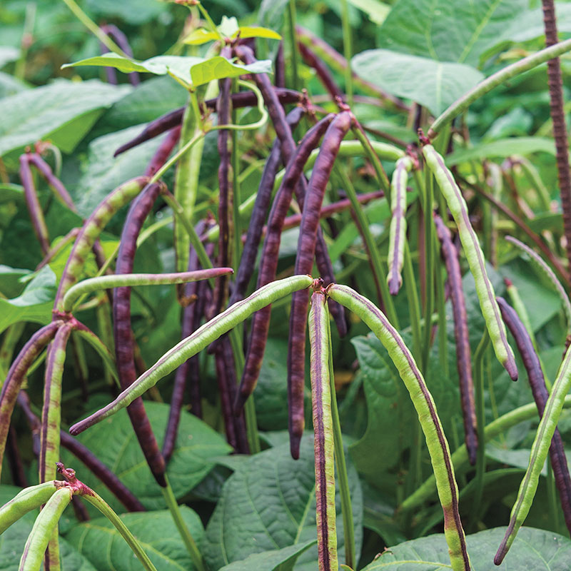 Quickpick Pinkeye Purplehull Pea Seed