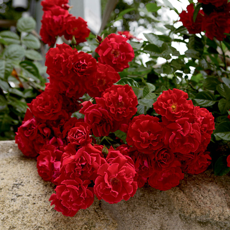 Red Ribbons Ground Cover Rose Plant