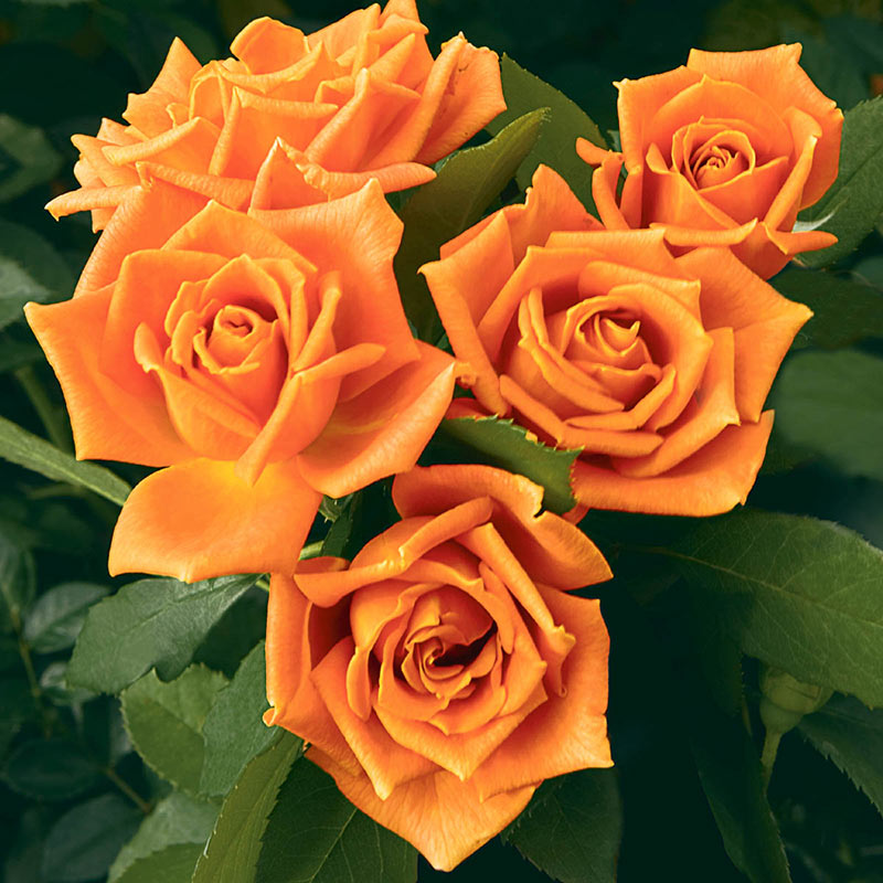 Pumpkin Patch Floribunda Rose