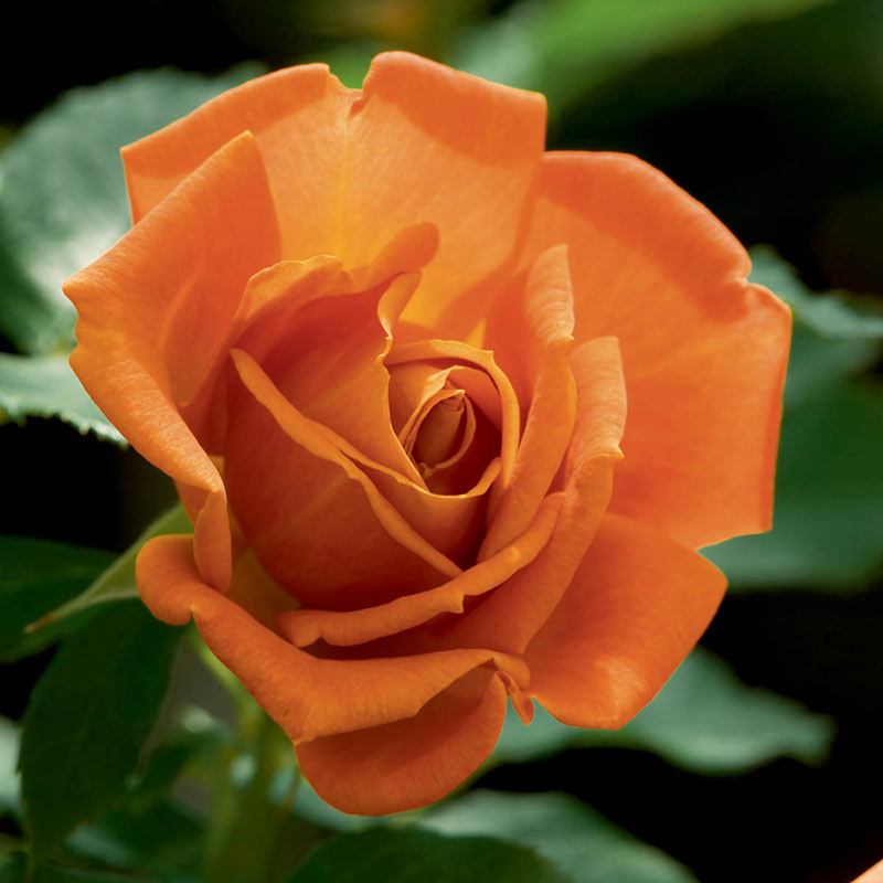 Pumpkin Patch Floribunda Rose