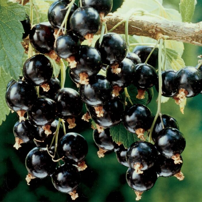 Consort Black Currant Tree