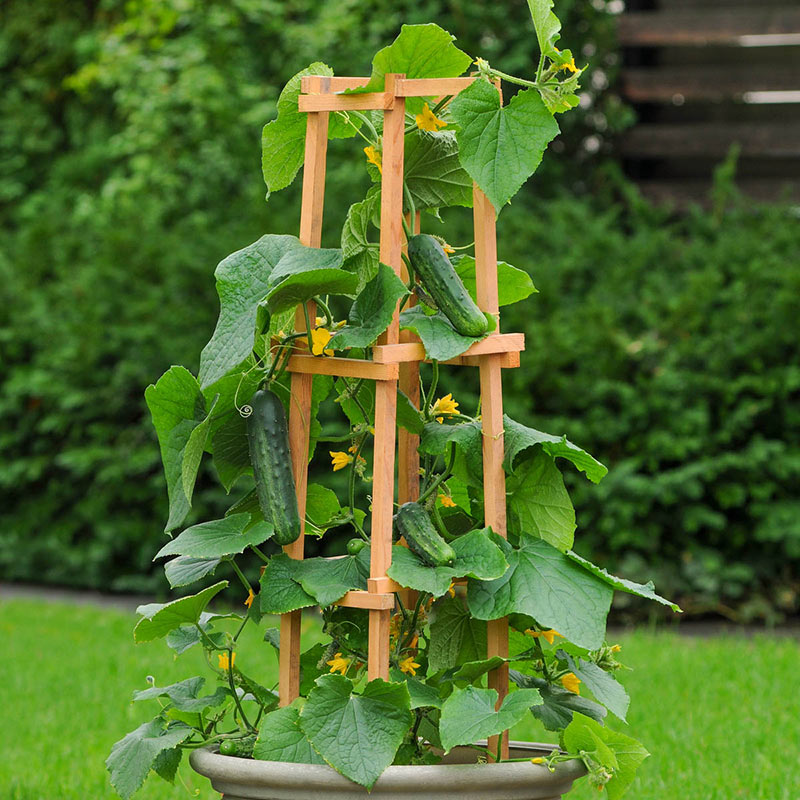 Patio Snacker Hybrid Slicing Cucumber