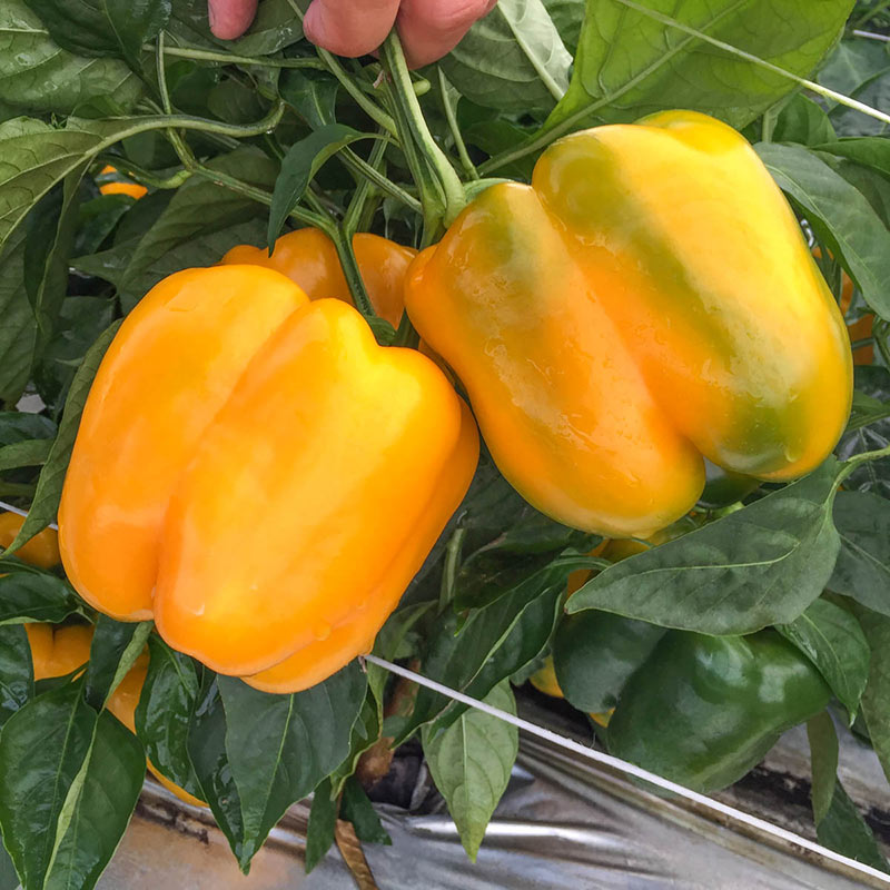 Delray S10 Hybrid Sweet Pepper