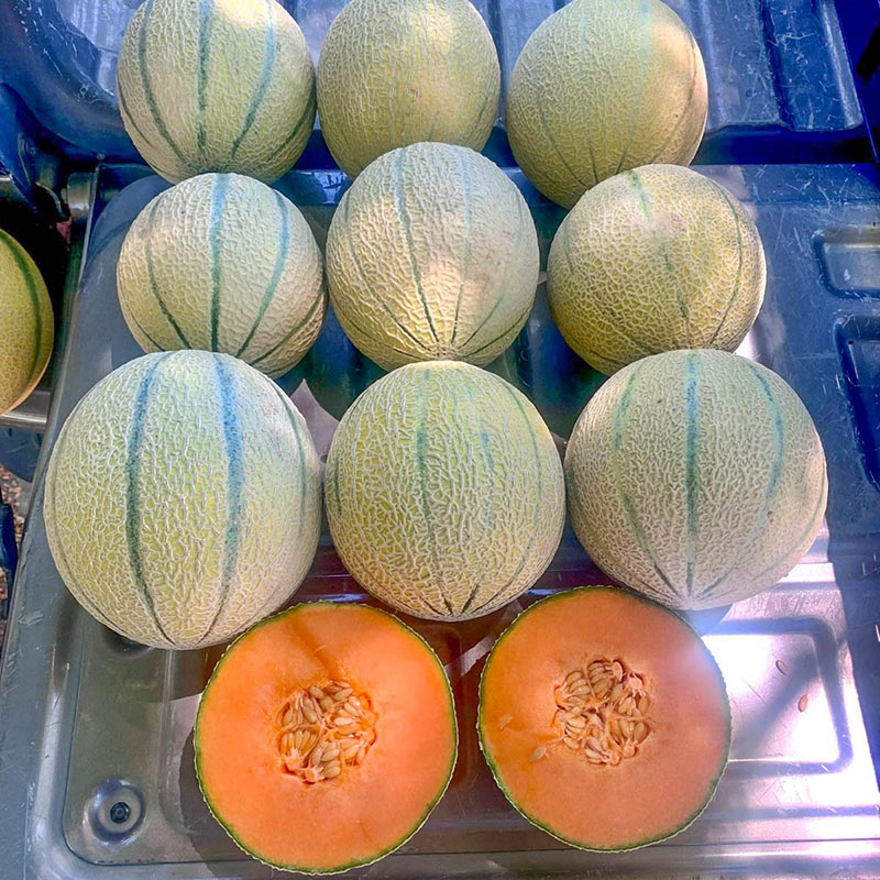 Annas Charentais Hybrid Cantaloupe