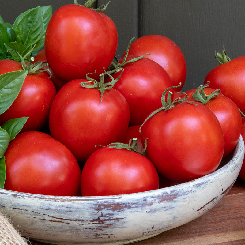 Early Darling Hybrid Tomato