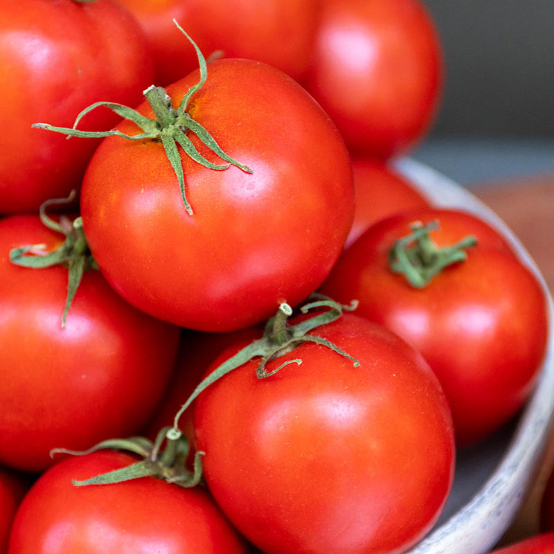 Early Darling Hybrid Tomato