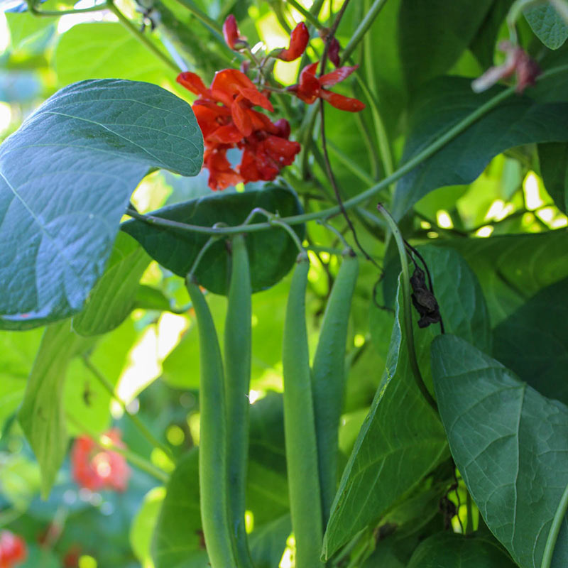 Aintree Runner Bean