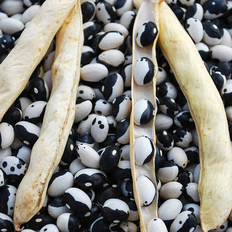 Calypso Shell Bean