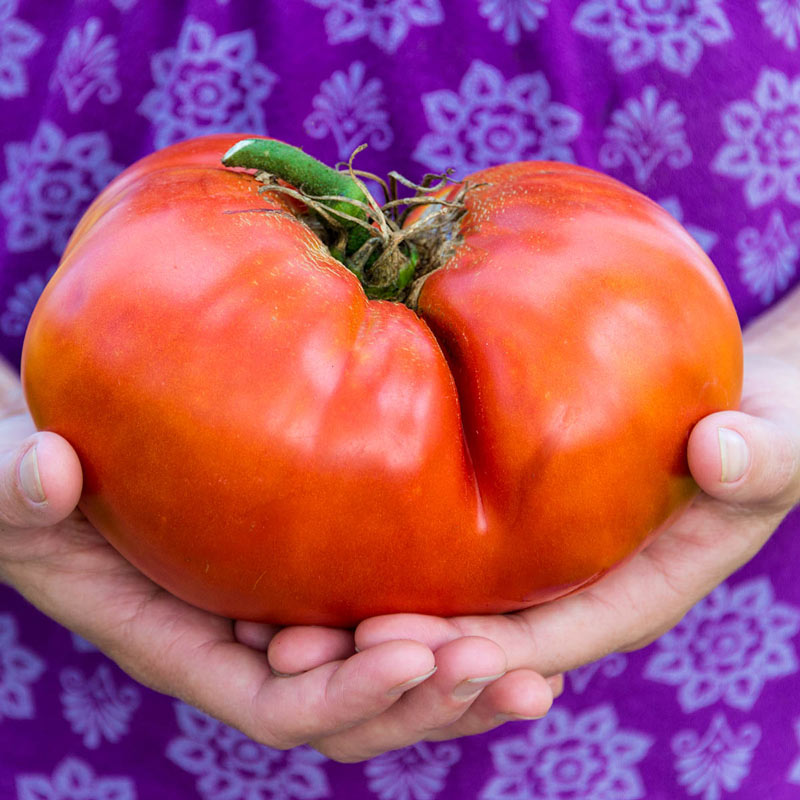 Gurneys Ruby Monster Hybrid Tomato