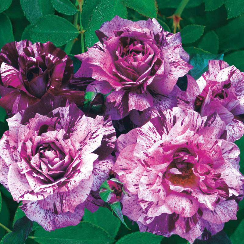 Purple Tiger Floribunda Rose