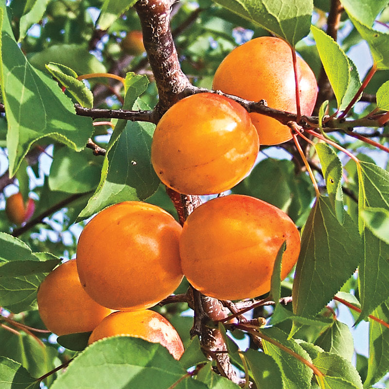 Honey Pearls Nectacot Tree