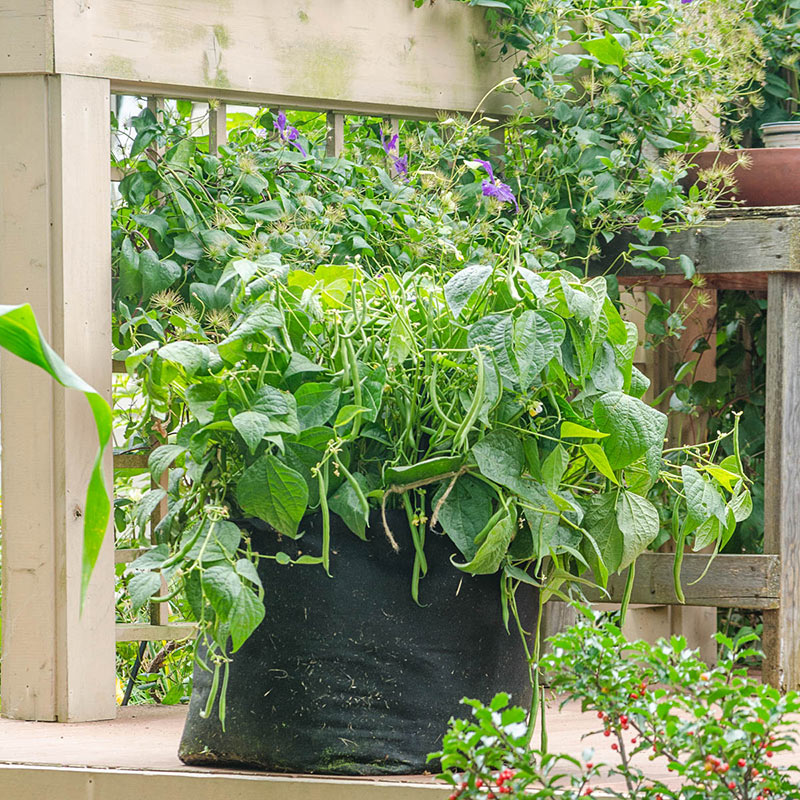 Elegance Bush Bean