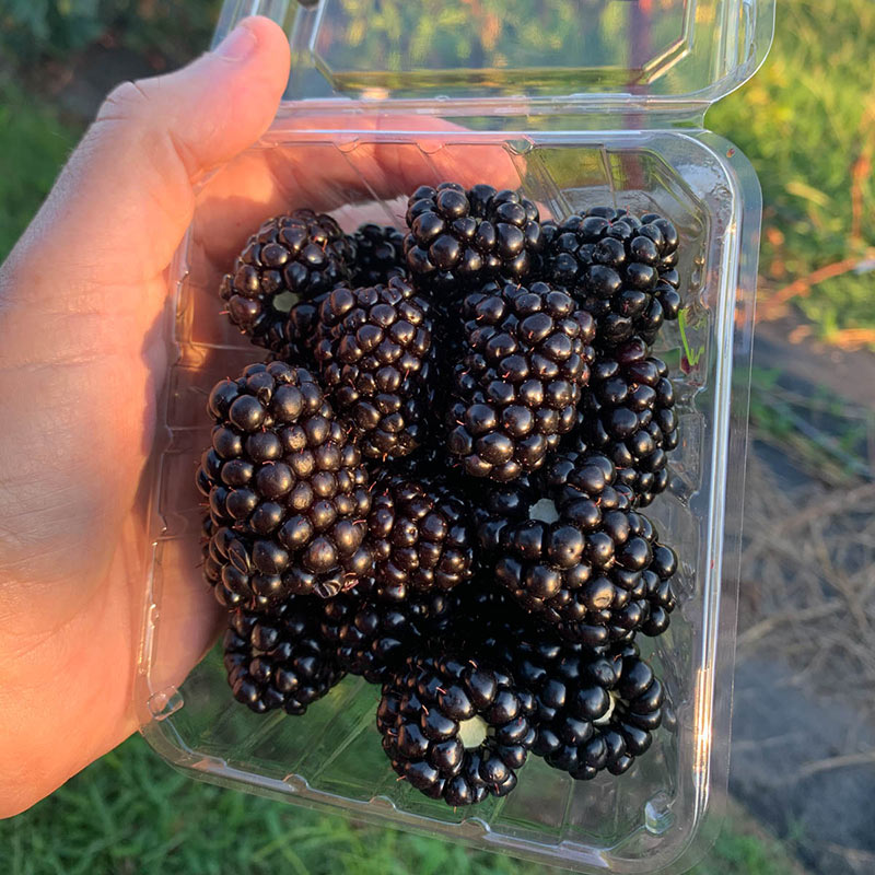 Sweet Giant Blackberry