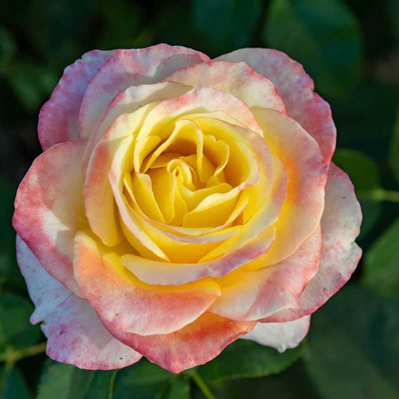 Make Me Blush Hybrid Tea Rose