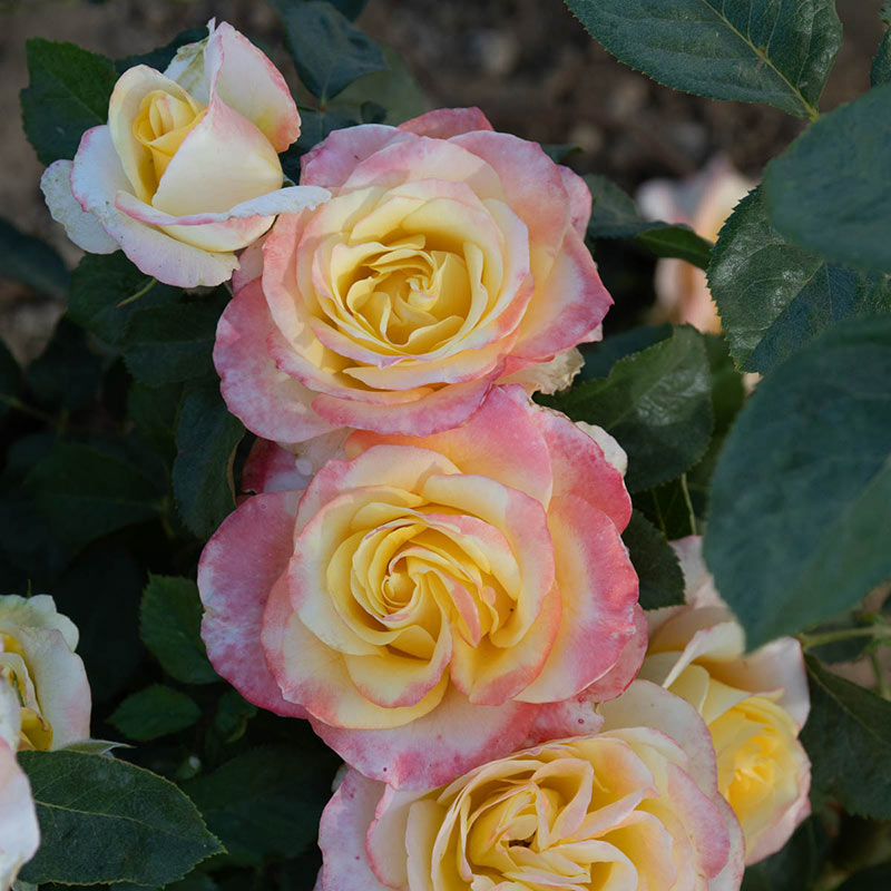 Make Me Blush Hybrid Tea Rose