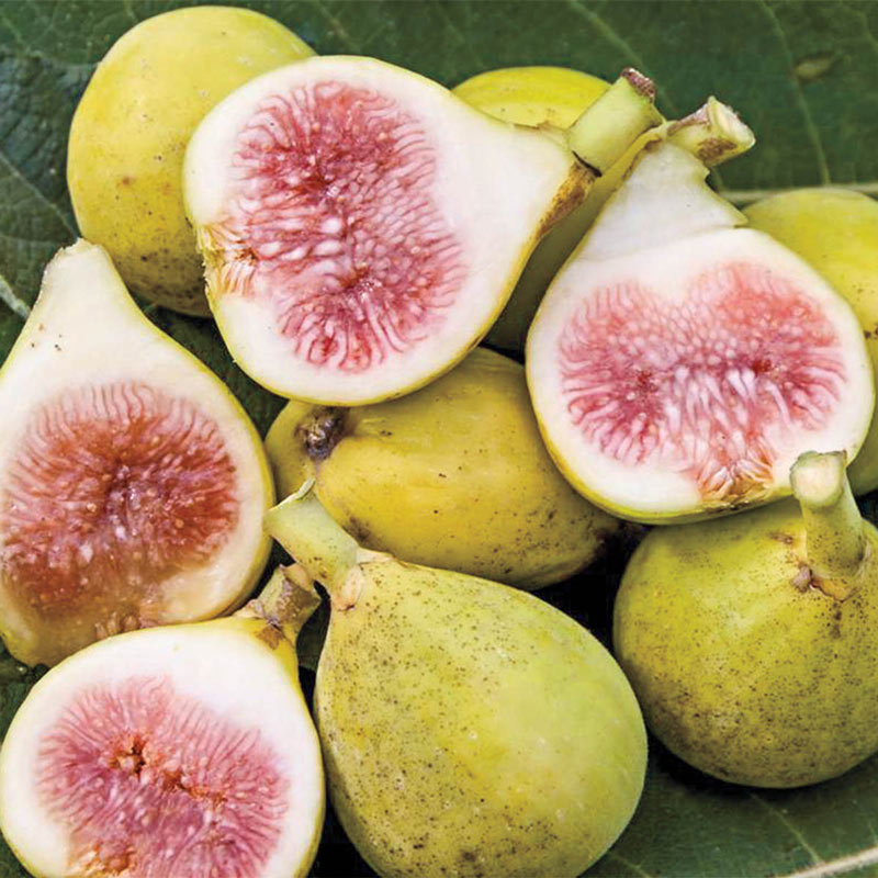 Peters Honey Fig