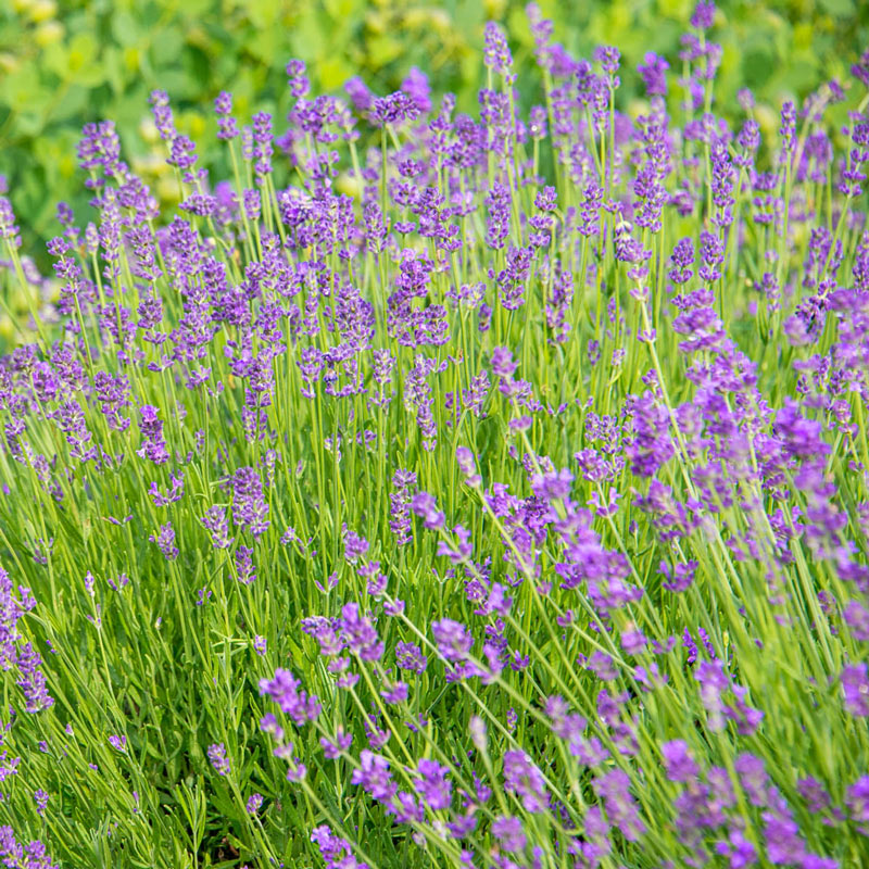 Munstead Lavender