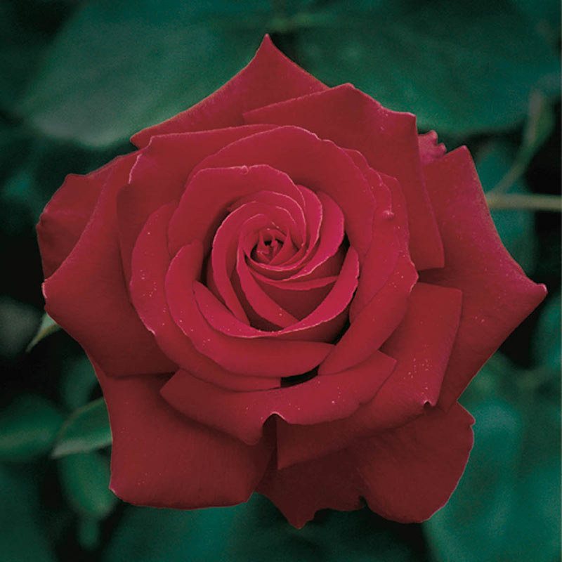 Firefighter Hybrid Tea Rose