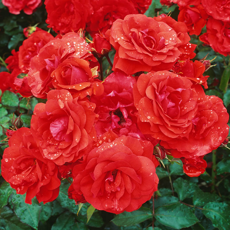 Trumpeter Floribunda Rose