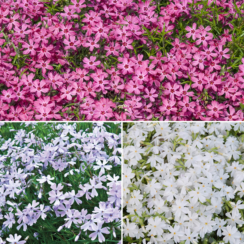 Creeping Phlox MixtureSeed