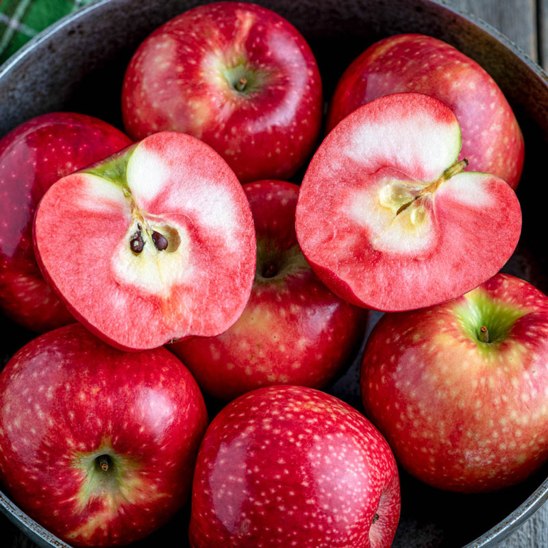 Lucy Rose Apple Tree