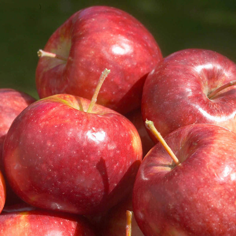 Frostbite Apple Tree