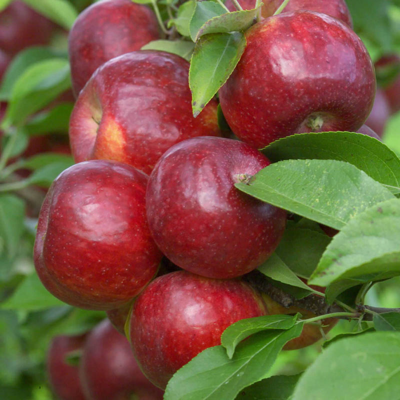 Frostbite Apple Tree