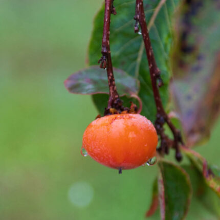 Caramel Cocktail American Persimmon