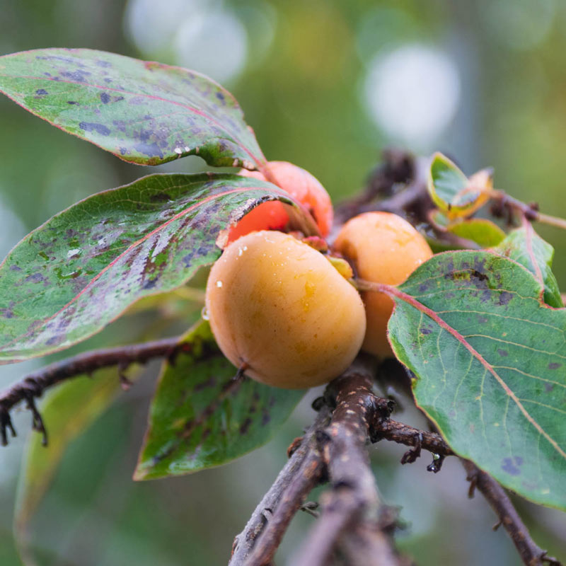 Sugar Daddy Persimmon