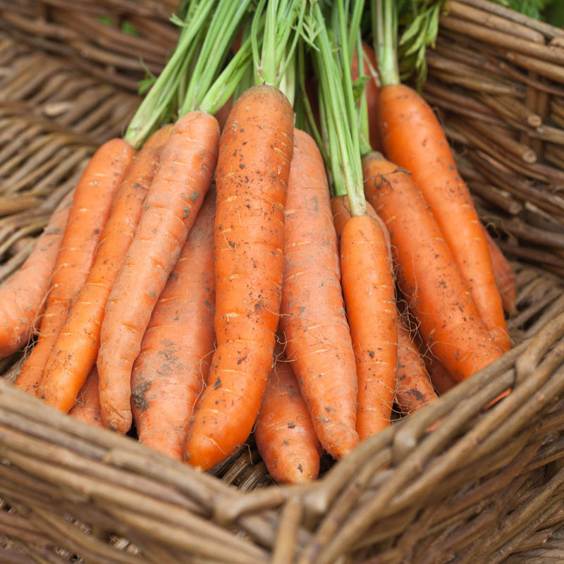 Crunch-A-Bunch Hybrid Carrot