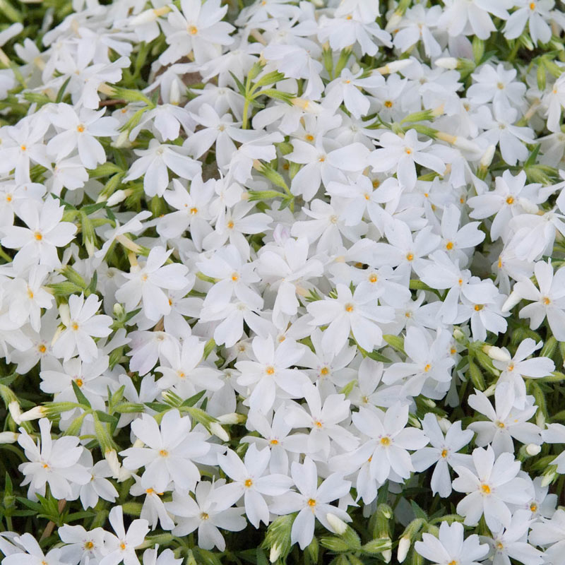 Creeping Phlox MixtureSeed