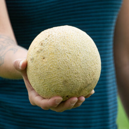 Gurneys Lil Sweet Improved Hybrid Cantaloupe Seed