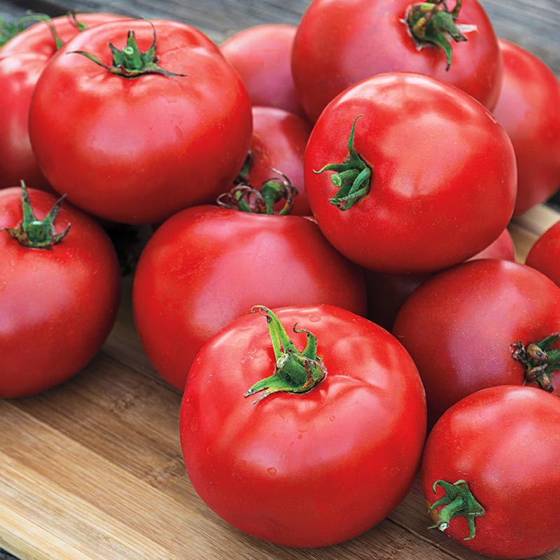 Gurney Girls Best Hybrid Tomato