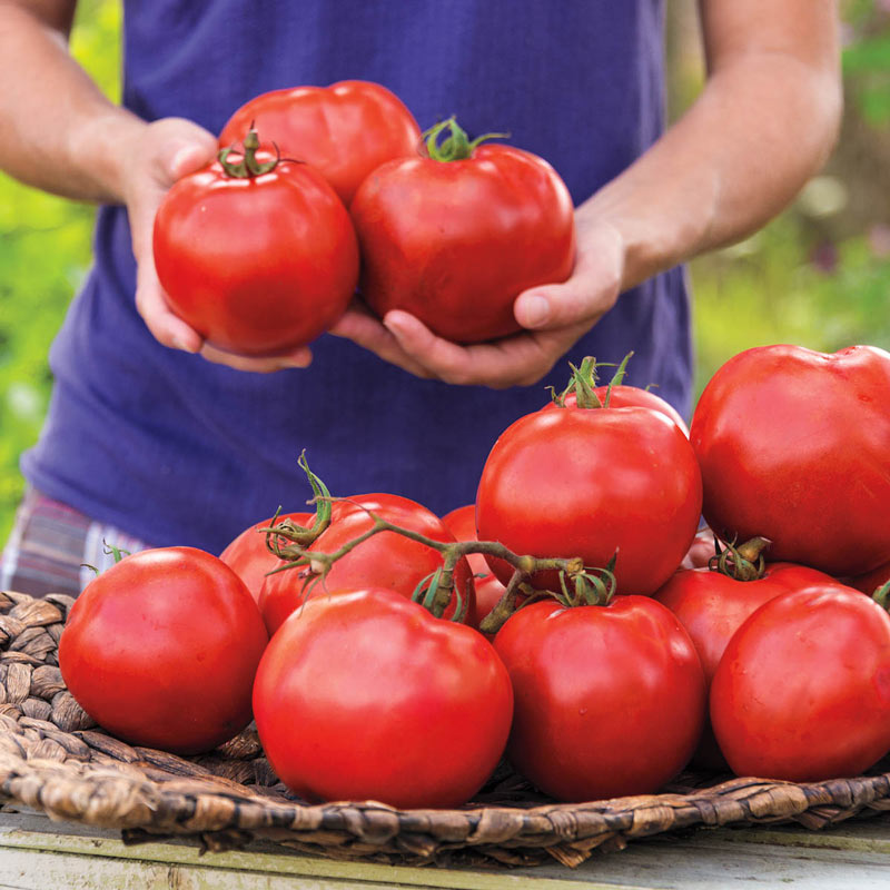 Gurney Girls Best Hybrid Tomato