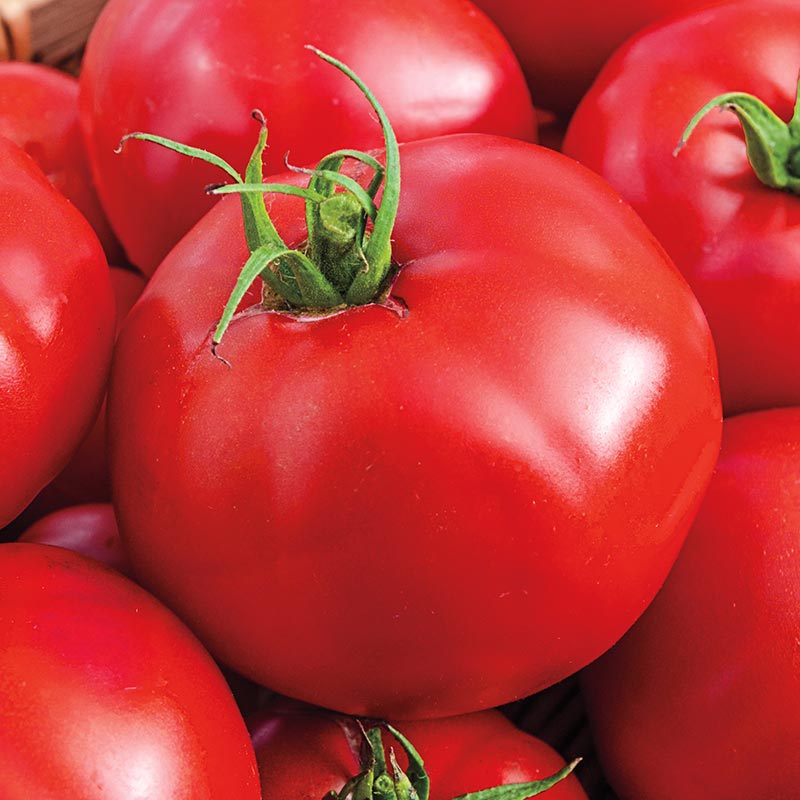 Tasty Beef Hybrid Tomato Seed