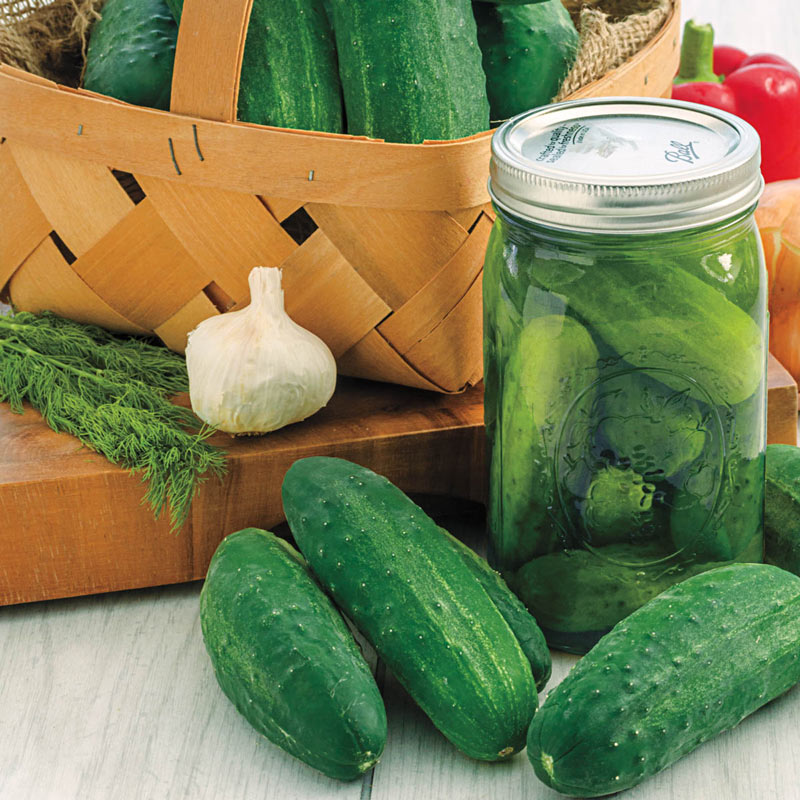 Gurneys Perfect Pickle Hybrid Pickling Cucumber Seed