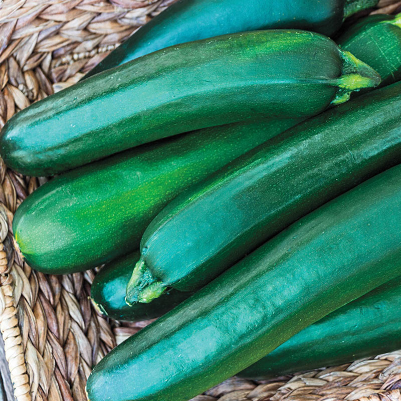 Gurneys Pride Improved Hybrid Zucchini Summer Squash Seed