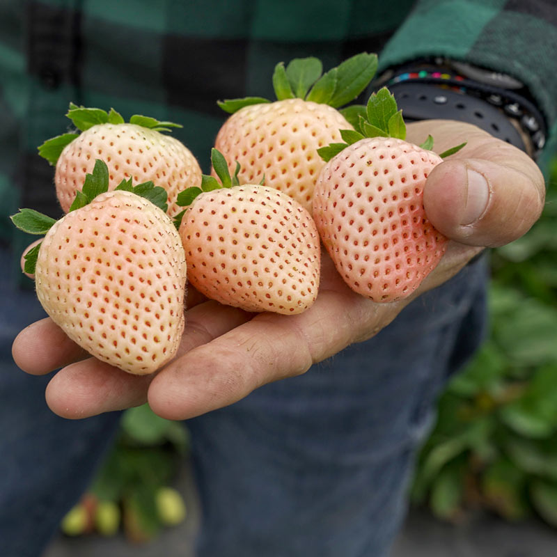 Florida Pearl Junebearing Strawberry