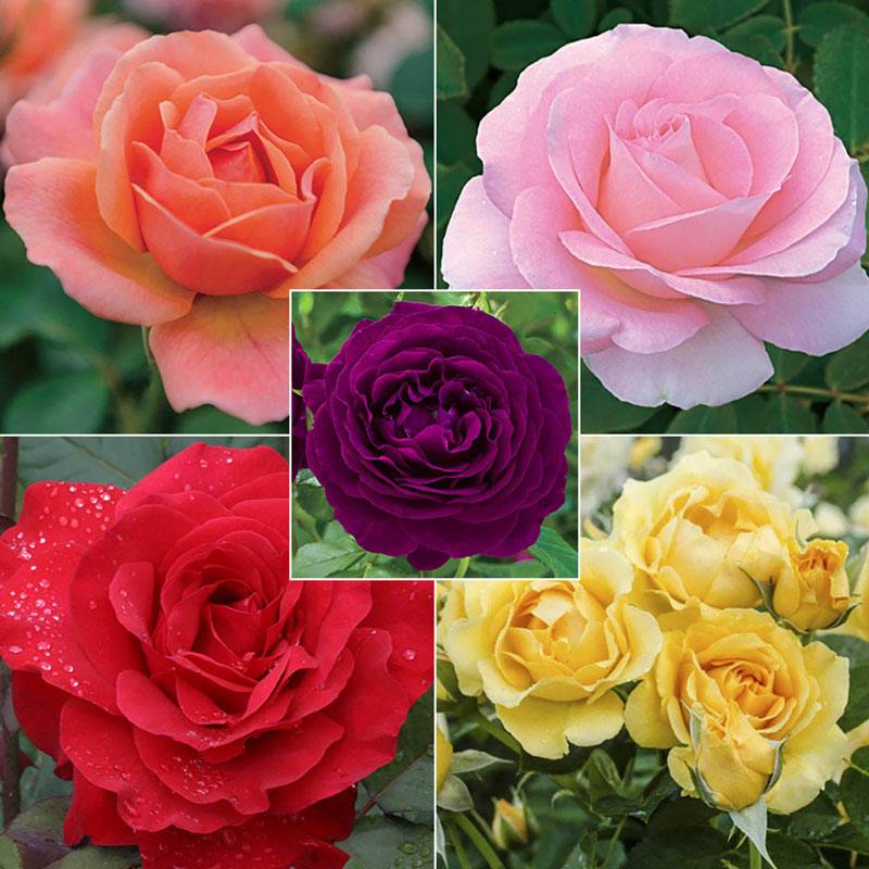 Landscape Rainbow of Roses Collection