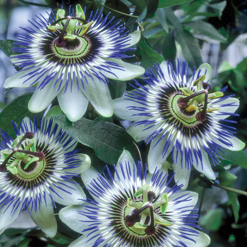 Passion Flower Plant