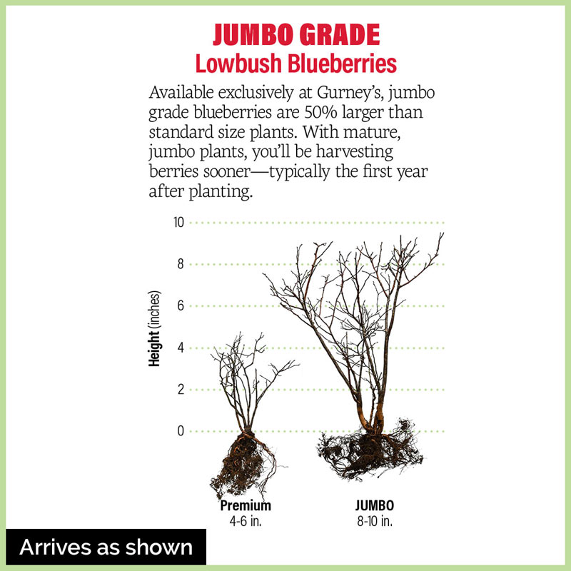 Dwarf TopHat Lowbush Blueberry Plant